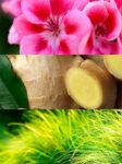 Resolu_100ml_1_a7139a66-1a71-4ce4-9bee-bff44be23e55-2
