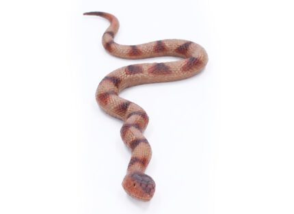 Had gumový měkký 60 cm